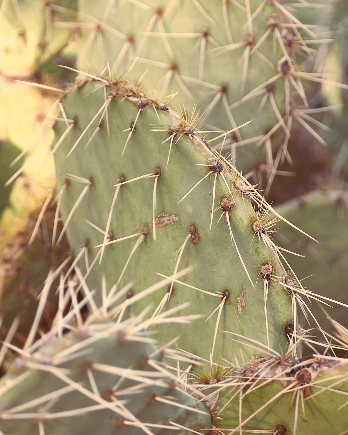 Close up photograph of a cactus