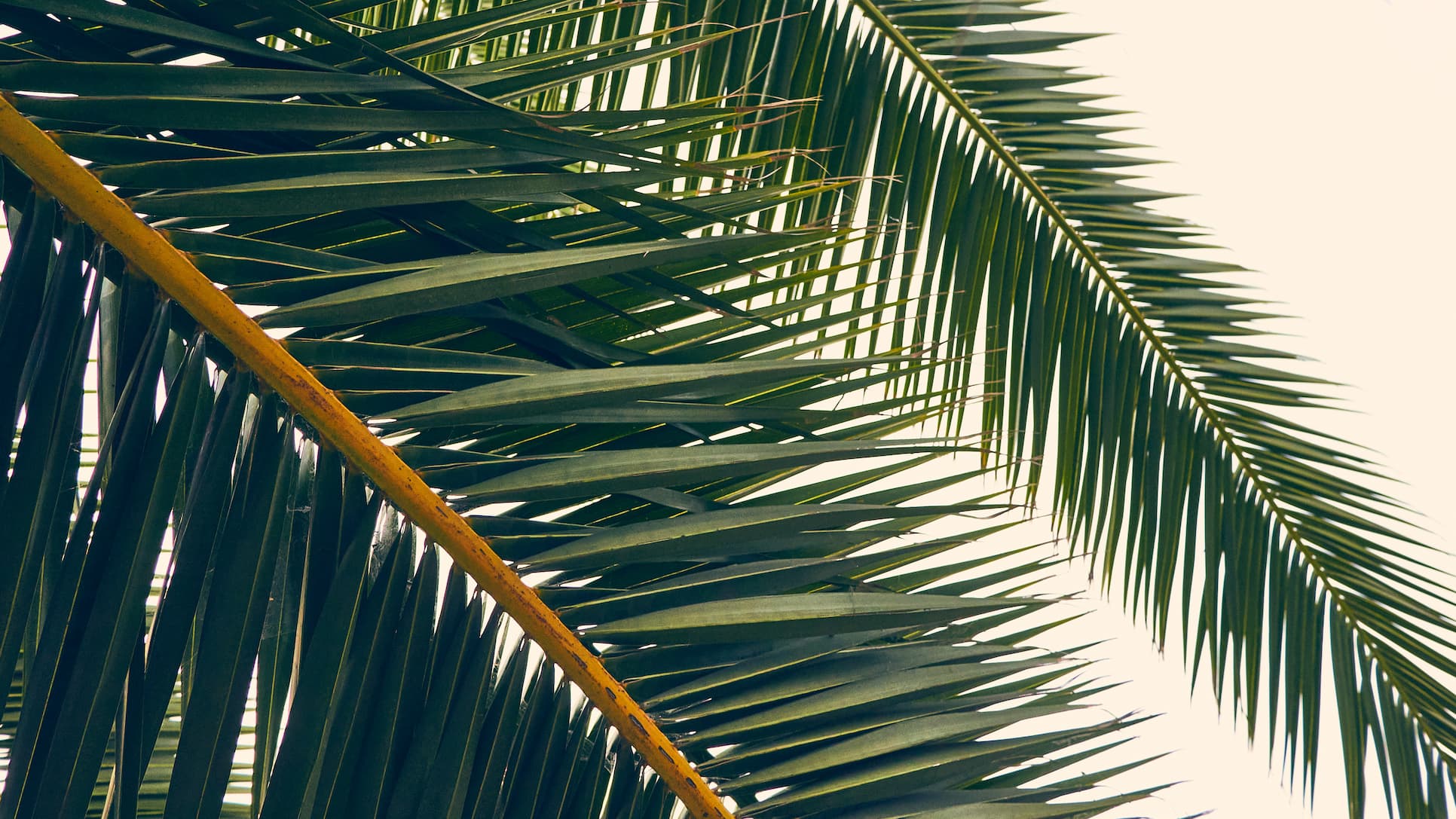 Close up photograph of palm leaves